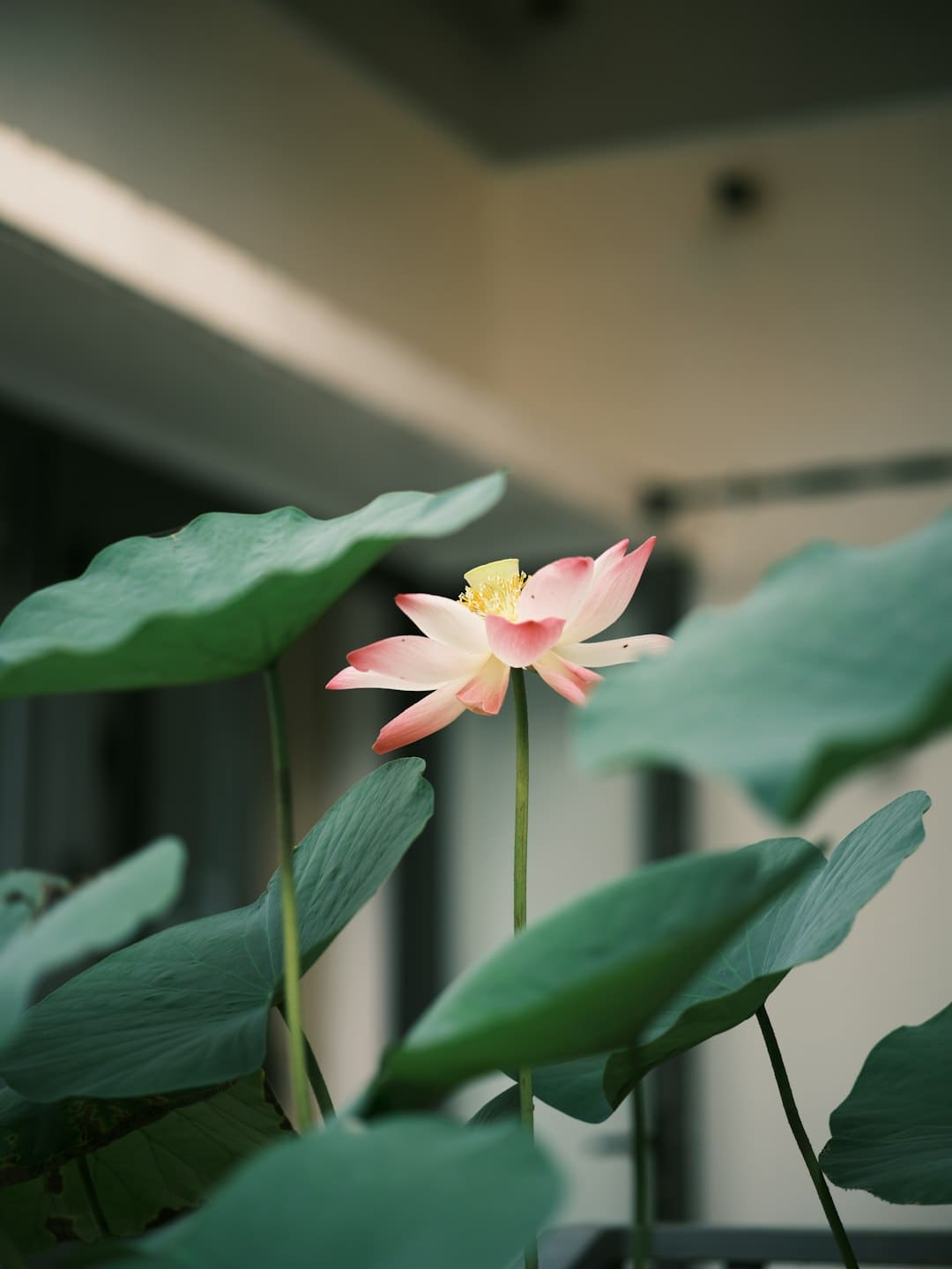 张玉宁为“与球迷起冲突”致歉：大比分失利让球员球迷都很痛苦，希望大家能互相体谅；此前北京国安0比6负于山东泰山